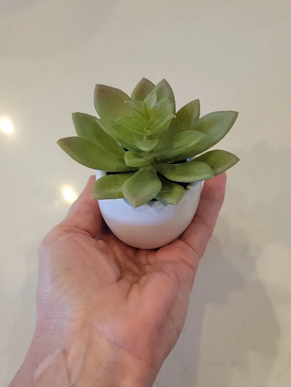 Pottery Barn Green Faux Succulent Accent
